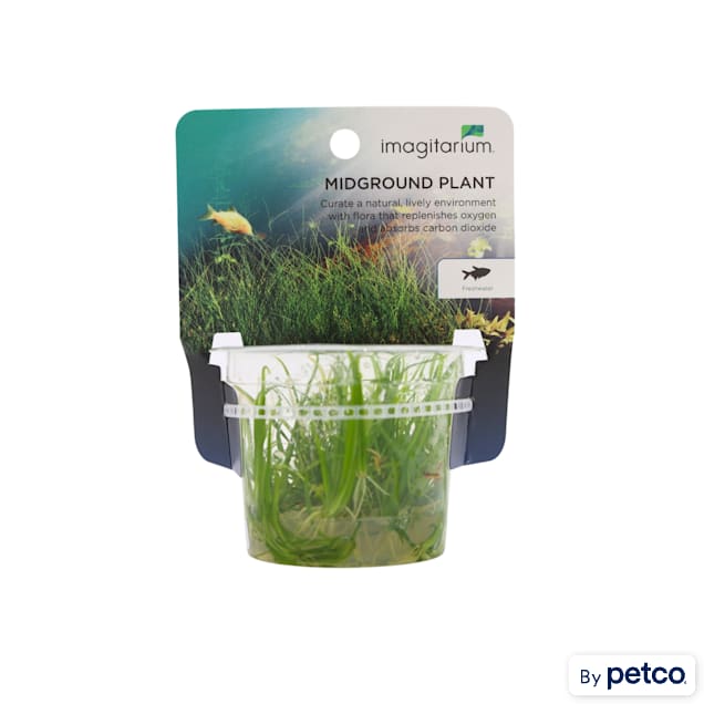 Petco freshwater plants deals