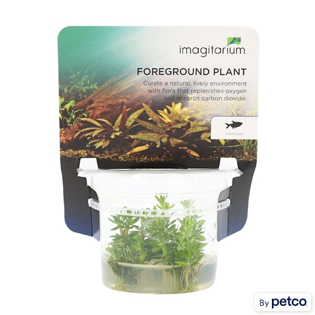Ammania sp. - Bonsai - Tissue Culture Plant - Carousel image #1