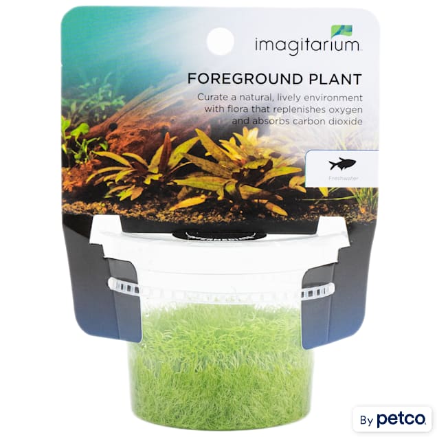 Utricularia graminifolia - Tissue Culture Plant - Carousel image #1