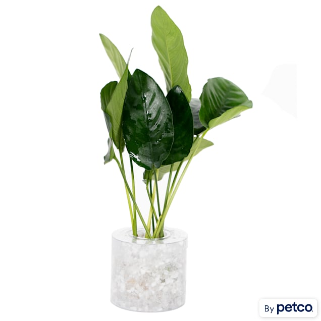 Petco water plants clearance