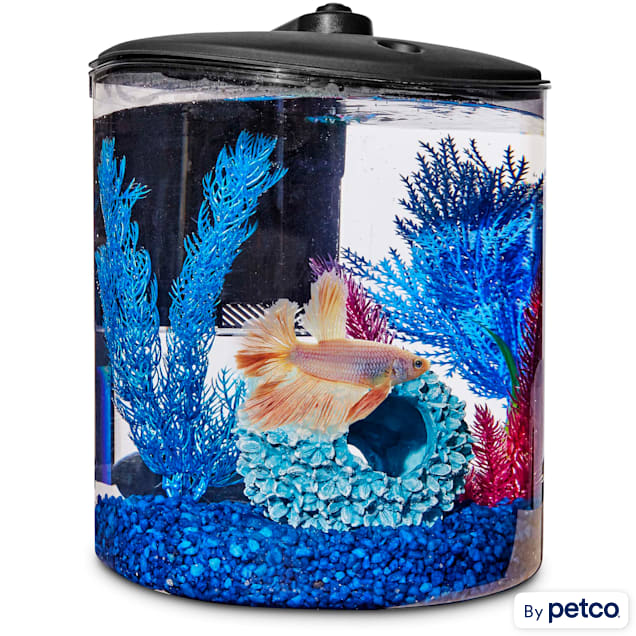 Tochi træ side tapperhed Imagitarium Cylindrical Betta Fish Desktop Tank Kit, 1.6 gal. | Petco