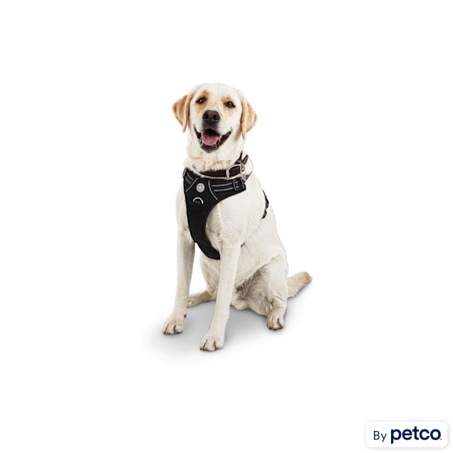 Petco harness and leash cheap