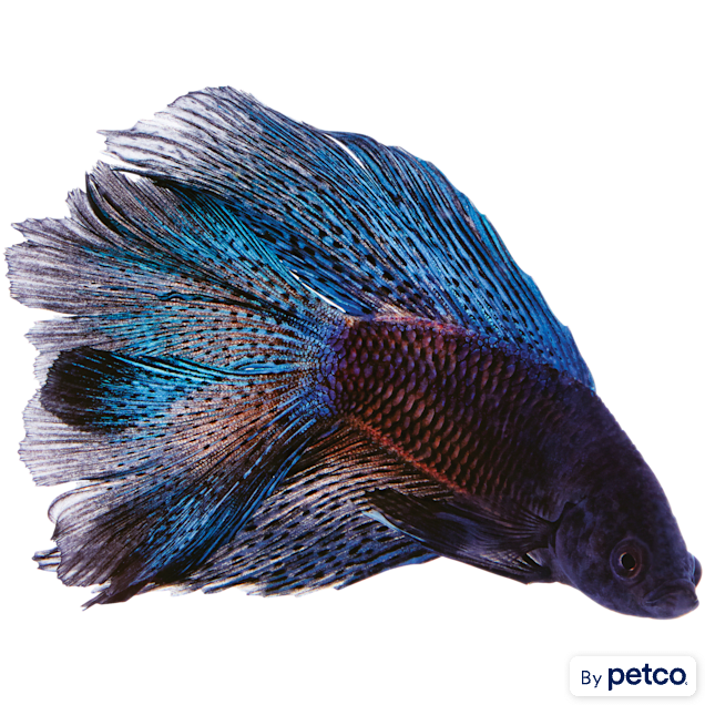 Petco order online 2025