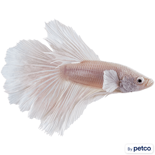 Male White Opal Bettas for Sale Order Online Petco