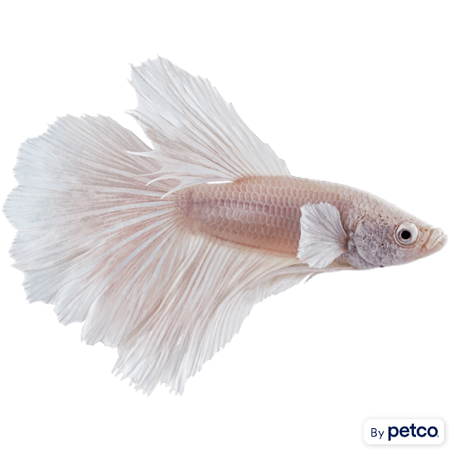 Male White Opal Bettas for Sale: Order Online