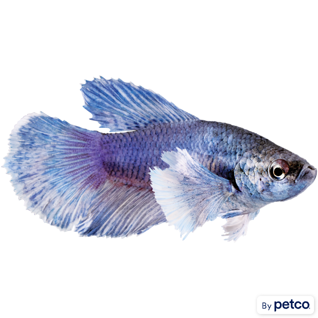 Elephant Ear Betta For Sale - Female