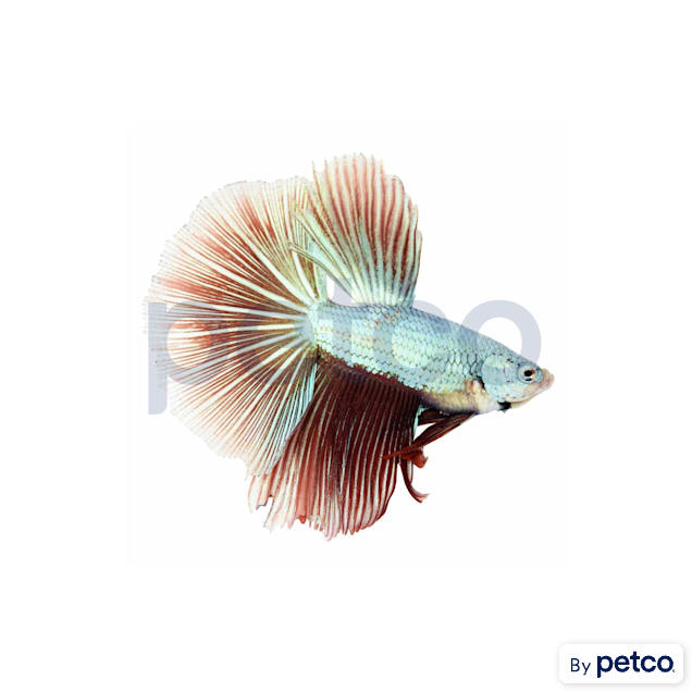 dragonscale halfmoon betta