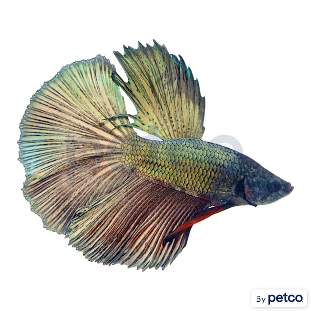 Fighting (Betta) Fish Supplies, Pet Supplies, Health & Grooming on Carousell