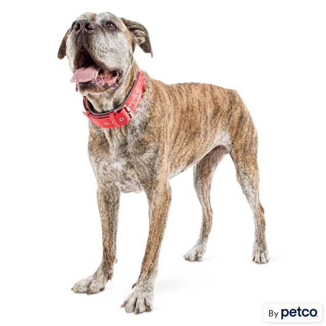 Good2Go Red Collar for Big Dogs, X-Large/XX-Large - Carousel image #1