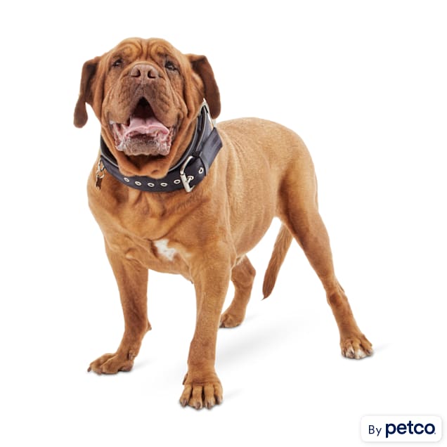 Collars for large dogs - Premium accessories