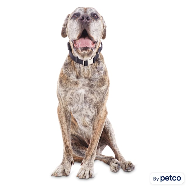 Petco large clearance dog collars