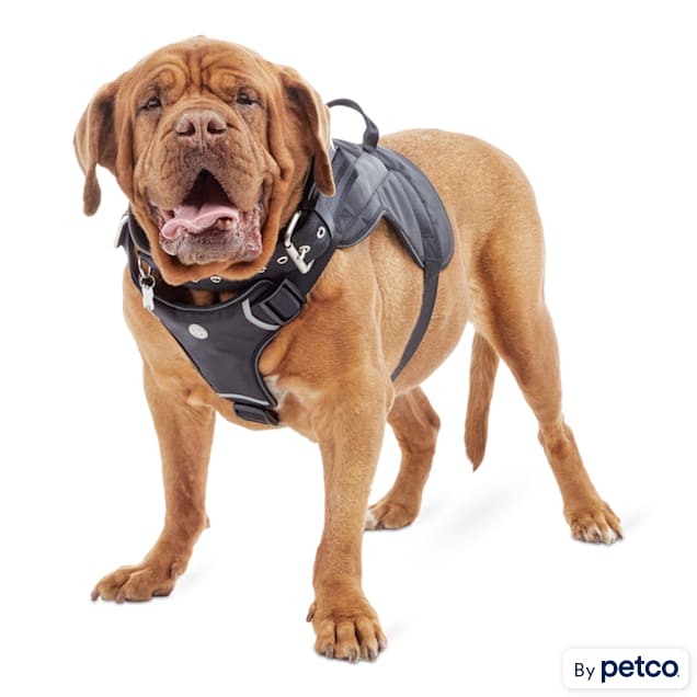 Good2go harness reviews discount