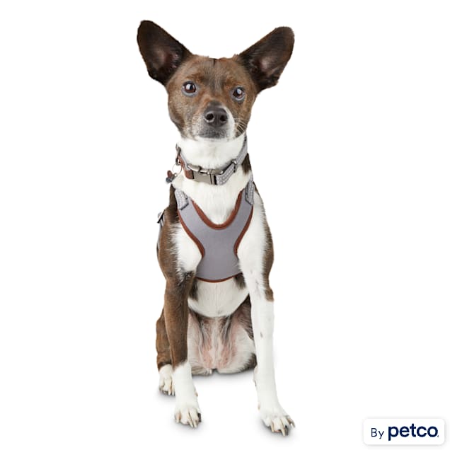 Bird harness best sale petco