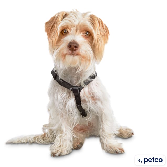 Good2Go Easy Step In Black Comfort Dog Harness X Small