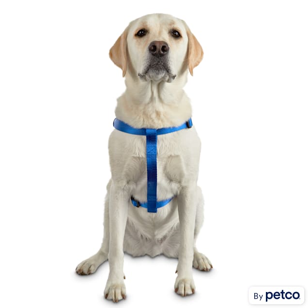 HUFT Essentials Nylon Dog H-Harness - Aqua Blue – Heads Up For Tails