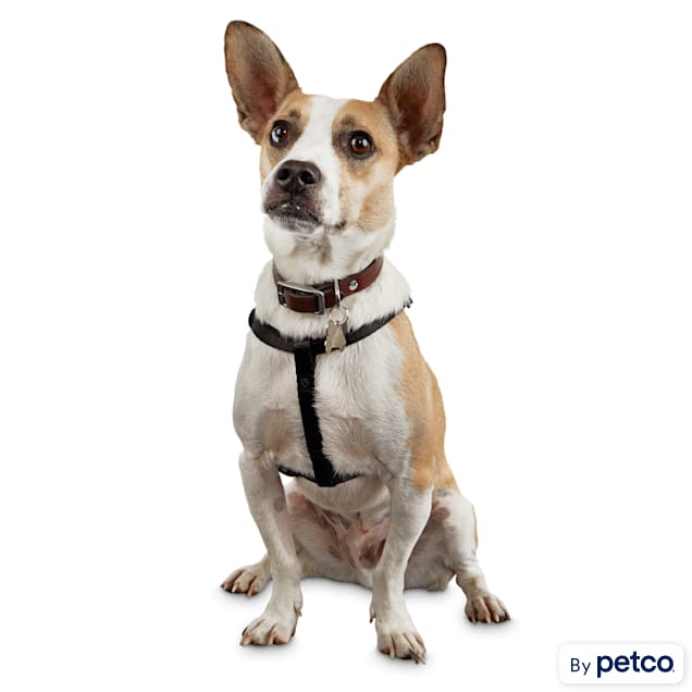 Good2Go Easy StepIn Black Comfort Dog Harness, Small Petco