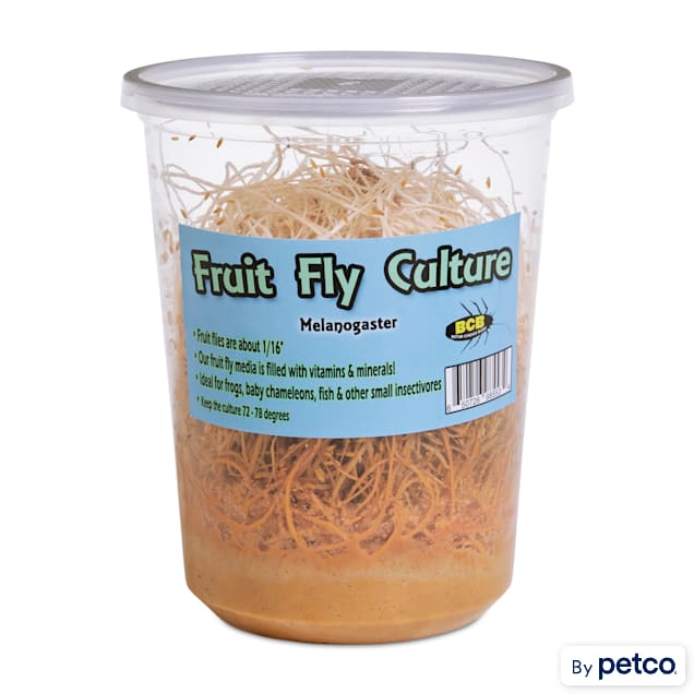 Melanogaster Fruit Fly Culture (Drosophila melanogaster), Pack of 4 - Carousel image #1