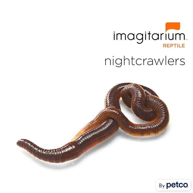  Josh's Frogs Nightcrawlers/Earthworms (Lumbricus terrestris,  12) : Pet Supplies