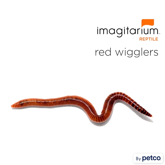 Red Wigglers For Sale