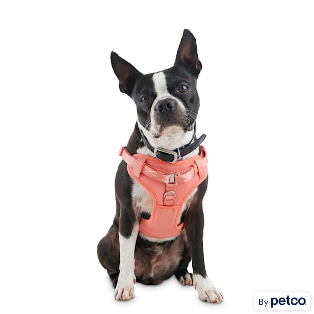 Dog seat belt petco outlet