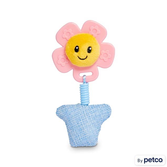 Kitten pacifier petco on sale