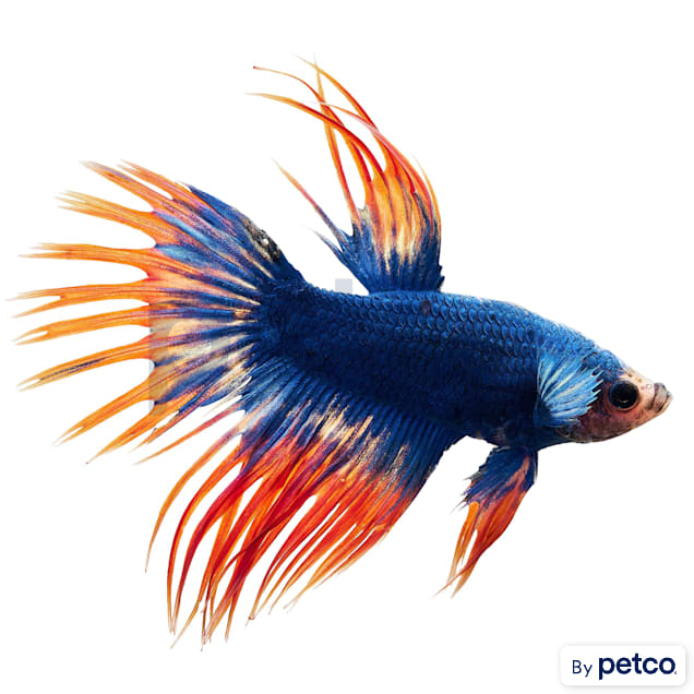 Fighting (Betta) Fish Supplies, Pet Supplies, Health & Grooming on Carousell