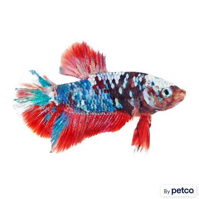 Petco cheap betta water