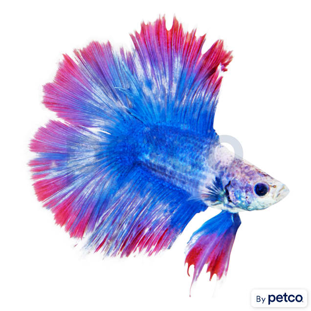 Ordering betta clearance fish online