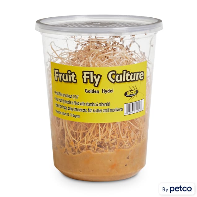 Golden Hydei Fruit Fly Culture (Drosophila hydei) - Pack of 4 - Carousel image #1