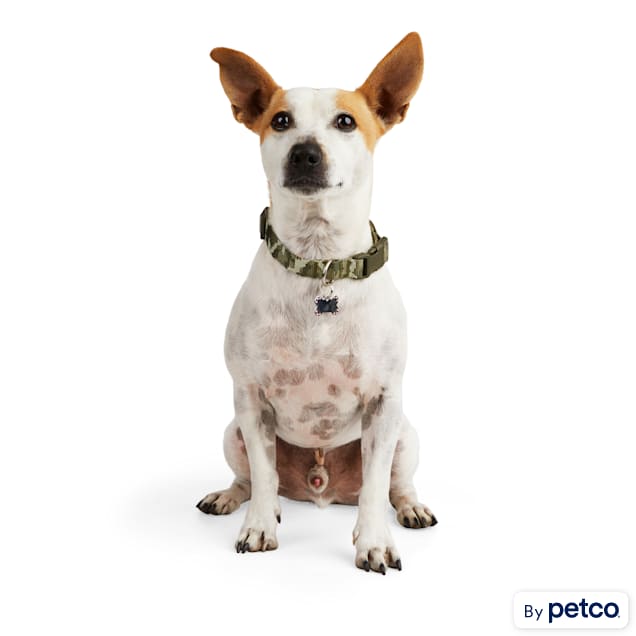 Puppy id collars petco shop