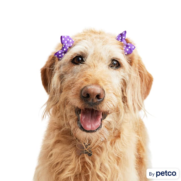 Petco dog store bow tie
