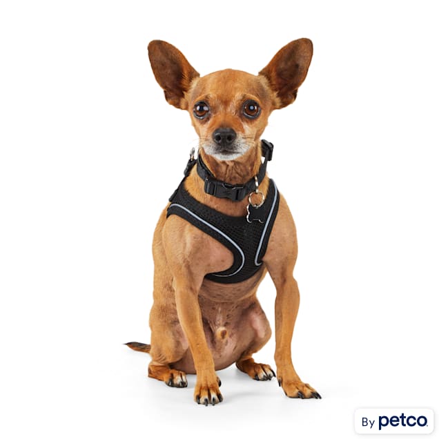 Petco brand dog harness 2025