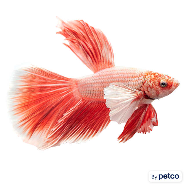 Siamese fish price deals