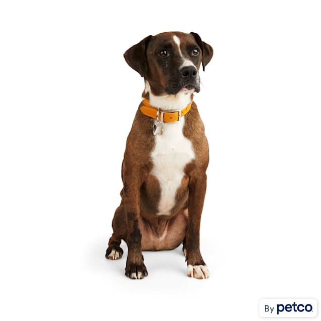 White rope dog collar deals