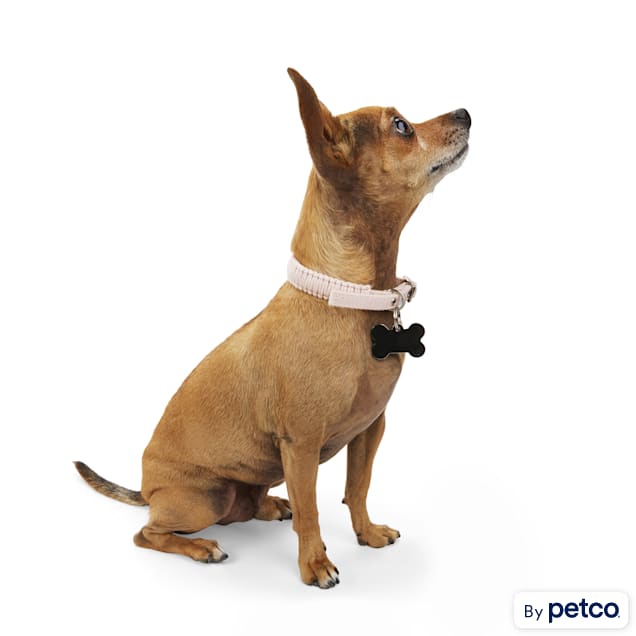 Bark collar for new arrivals small dogs petco