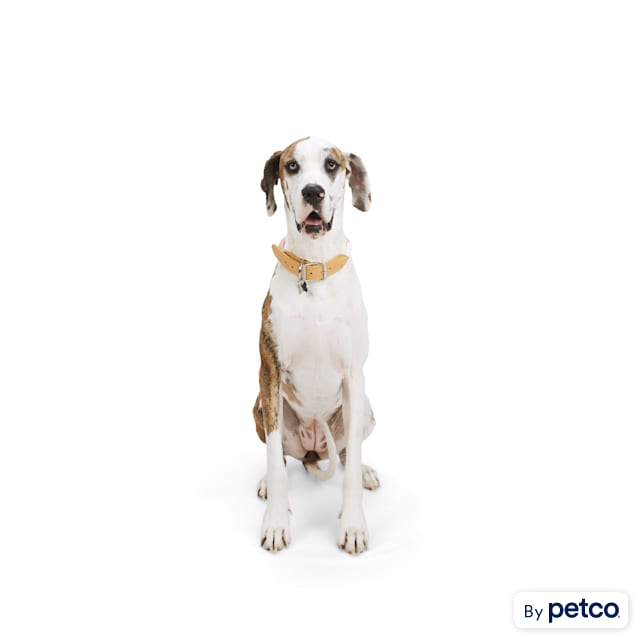 Big clearance dog ties