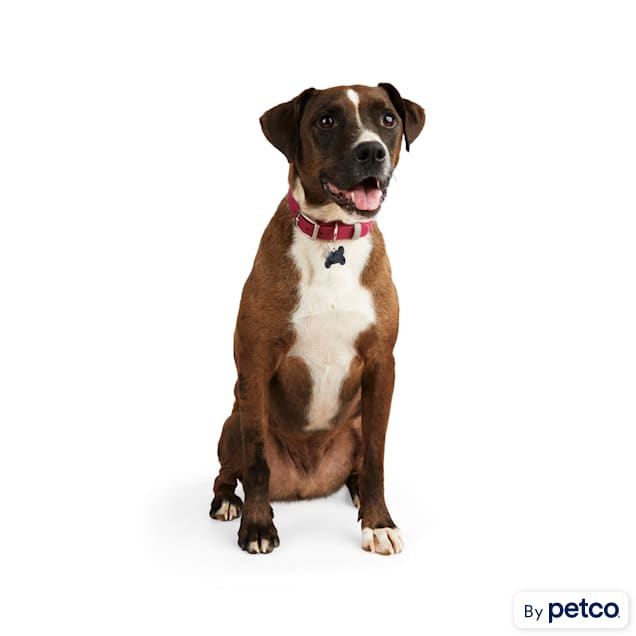 Petco dog sitting online