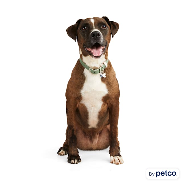 Petco bark collar new arrivals