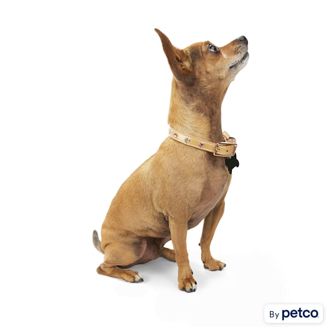 E collar for dogs petco sale