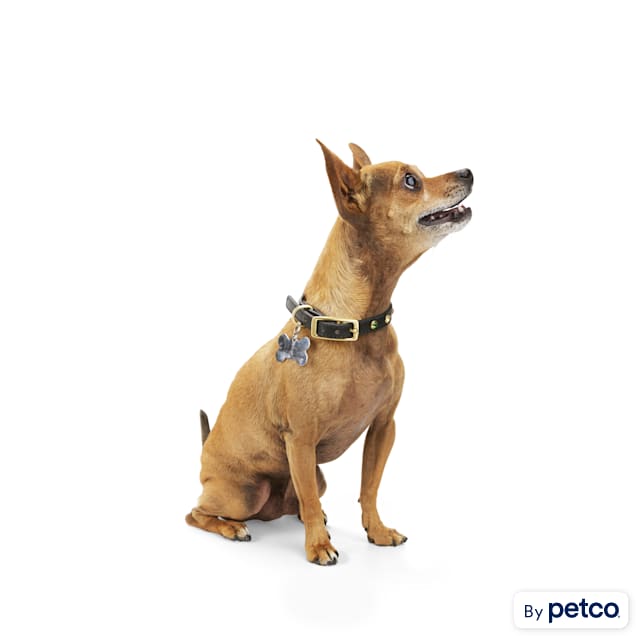 Xs small cheap dog collars