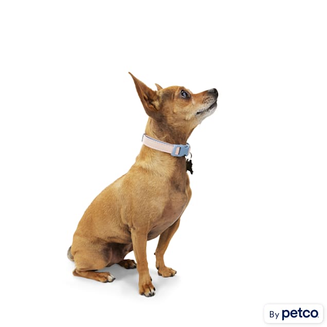 Shock collar for small dogs petco outlet