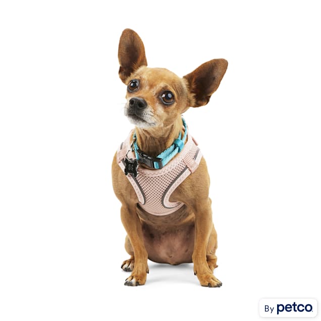 Chihuahua harness xxs on sale