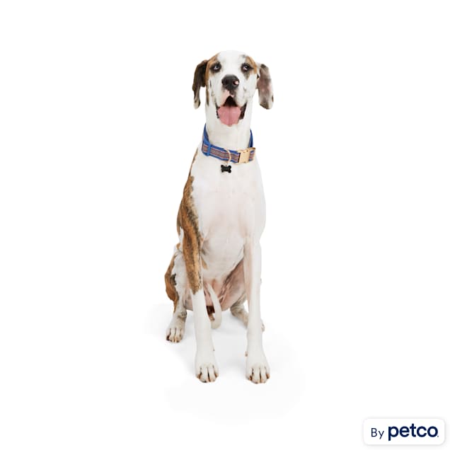 Petco large dog collars 2025