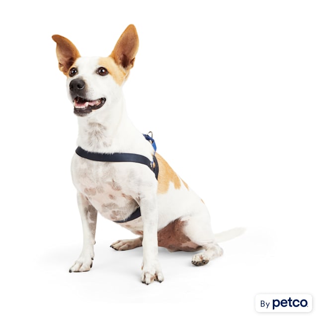 Dog harness cheap petco