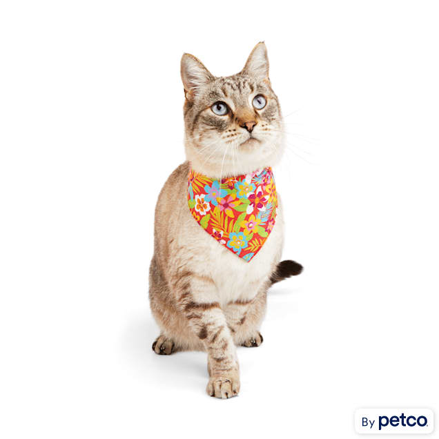 Bandana 2025 for cat