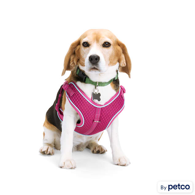 Service dog sale harness petco