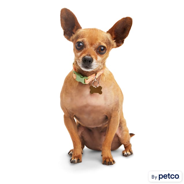 Shock collar for small dogs petco sales
