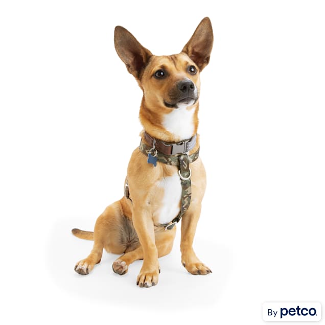 Realtree dog harness shop