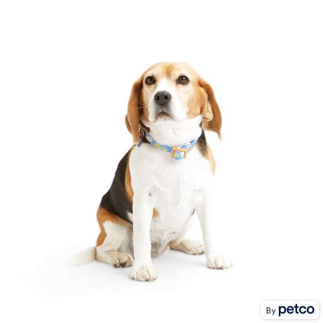 Small dog discount muzzle petco