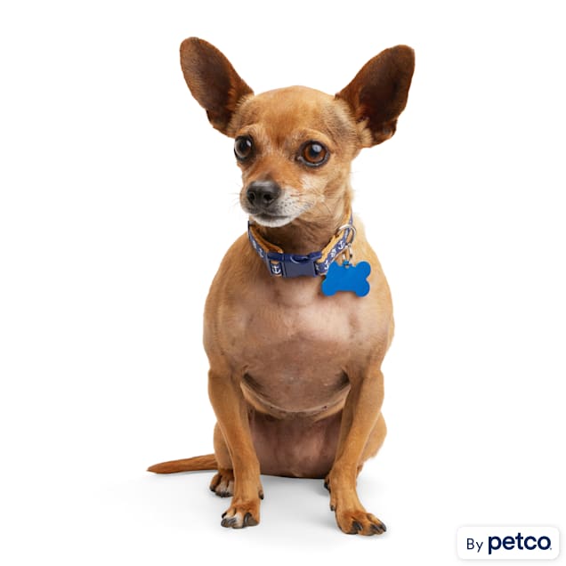 YOULY Anchor Small Dog Collar X Small Small Petco